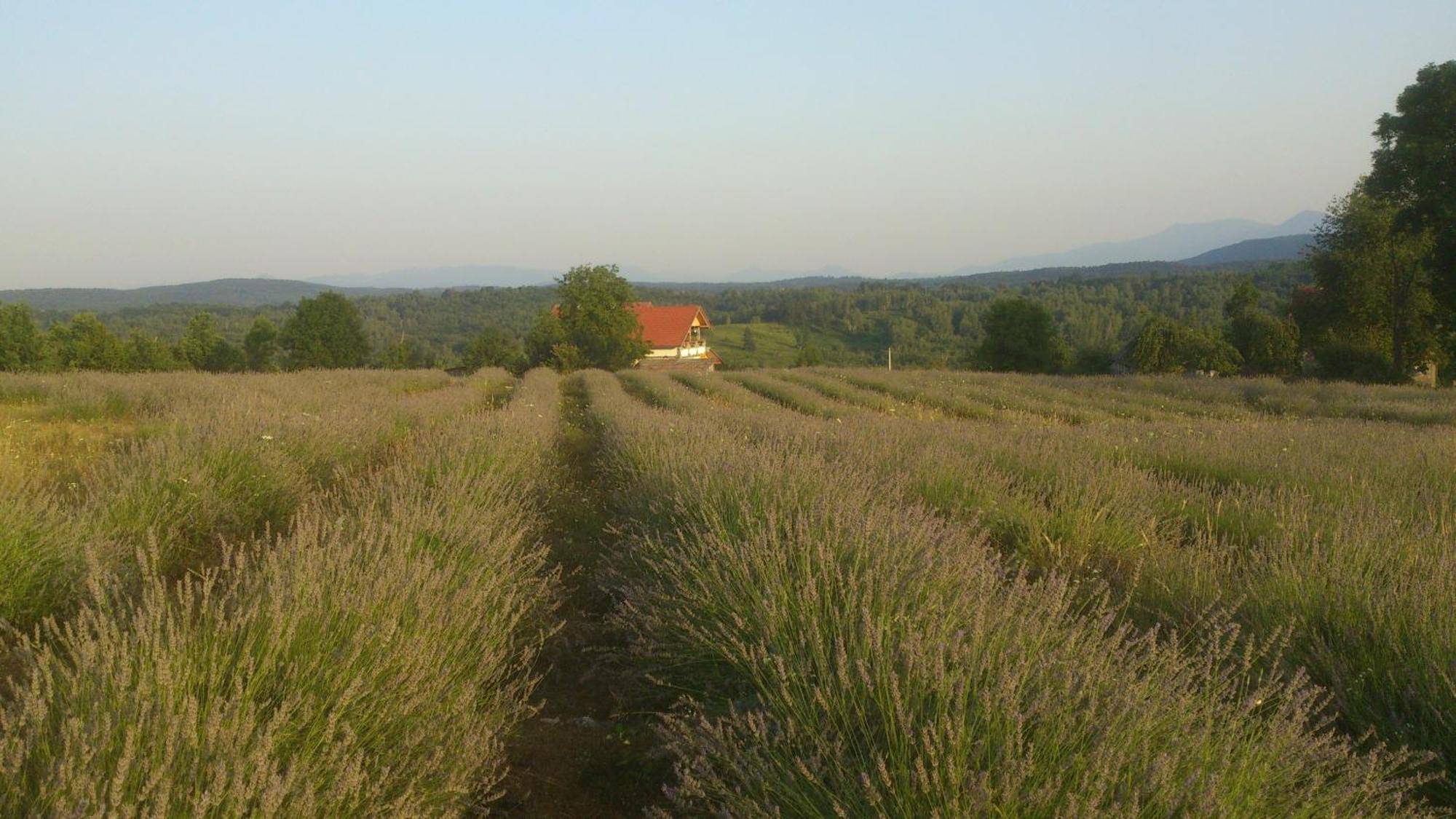 Lavanda Farm Apartmani Rakovica Bagian luar foto