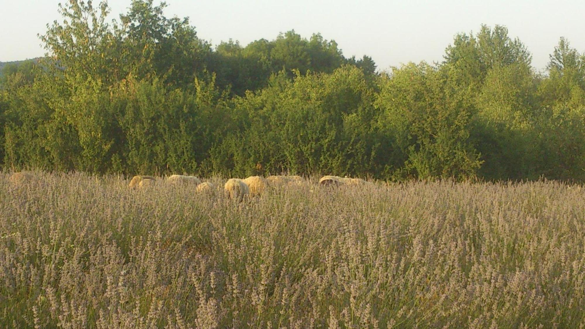 Lavanda Farm Apartmani Rakovica Bagian luar foto