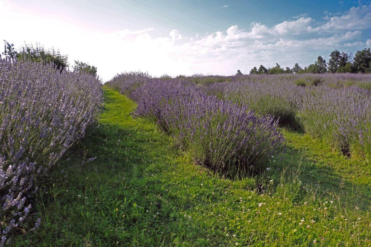 Lavanda Farm Apartmani Rakovica Bagian luar foto