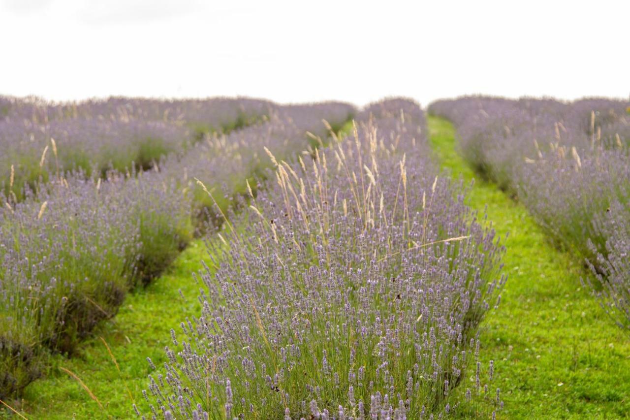 Lavanda Farm Apartmani Rakovica Bagian luar foto