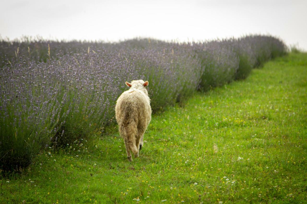 Lavanda Farm Apartmani Rakovica Bagian luar foto